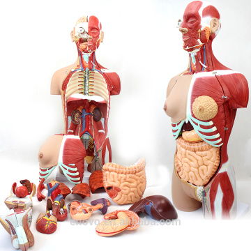 ANATOMIA 12016 Torso 29 Peças, 85cm Corpo Médico Médico Deluxe-Sexo Troca Modelos Anatômicos